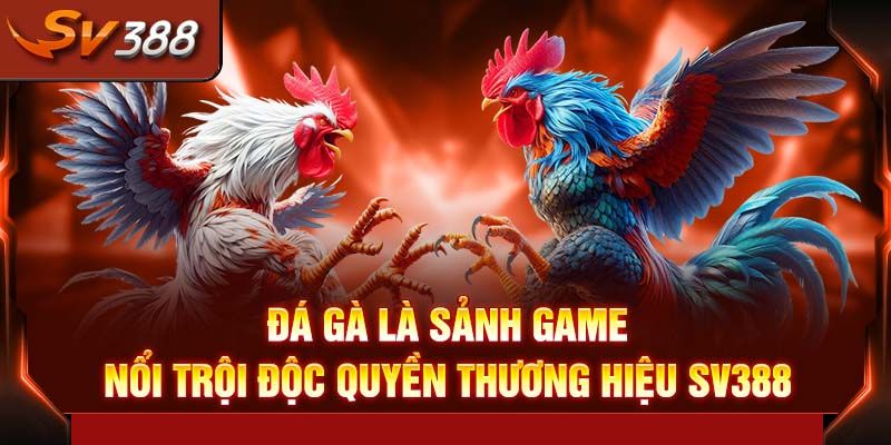 Lý Do Đá Gà SV388 Trở Thành Xu Hướng