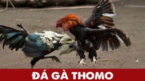 Giới thiệu về đá gà thomo